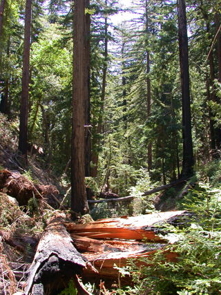 Shattered Redwood, Ventana Wilderness photo