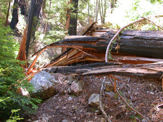 Shattered Redwood, Ventana Wilderness photo