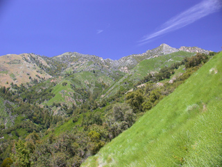 Everything was Green, Ventana Wilderness photo