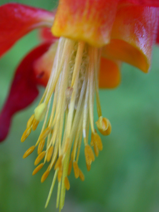 Crimson Columbine, Ventana Wilderness photo