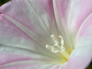 Morning Glory, Ventana Wilderness photo