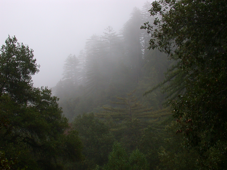 Heavy Mist, Ventana Wilderness photo