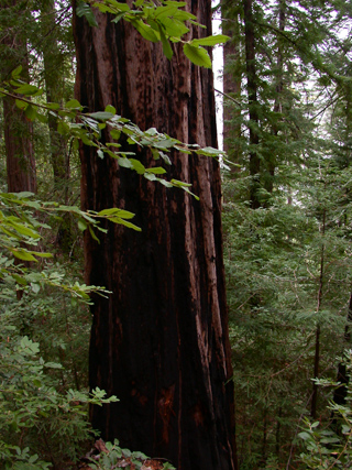 Redwood Forest, Ventana Wilderness photo