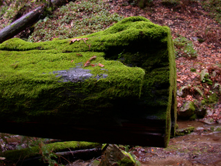 Mossy Log, Ventana Wilderness photo