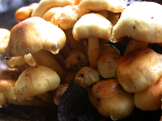 Dripping Mushrooms, Ventana Wilderness photo