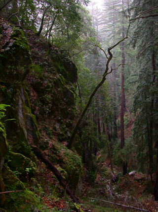Redwood Canyon, Ventana Wilderness photo