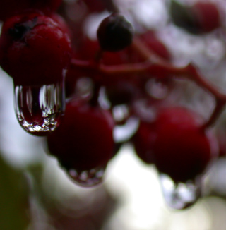 Dripping Berries, Ventana Wilderness photo