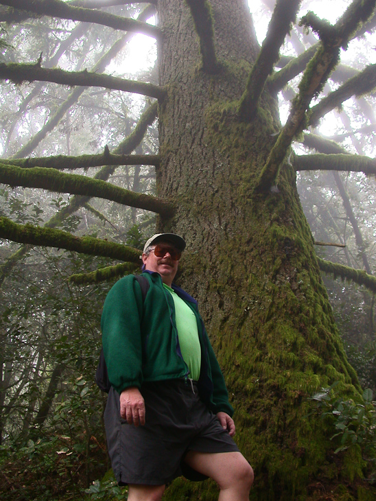 Foggy Forest, Dave's Trip West photo