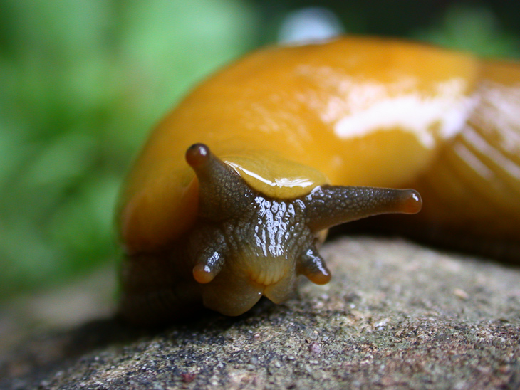 Banana Slug, Dave's Trip West photo