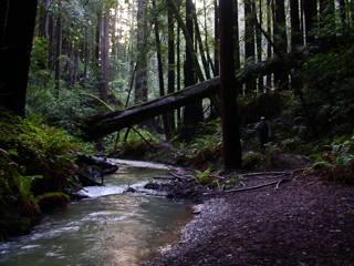 Little Butano creek, Dave's Trip West photo