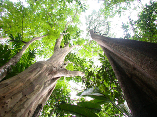 Rainforest, Singapore photo