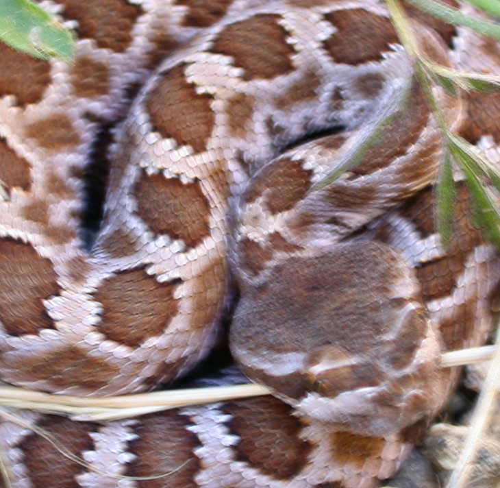Baby Rattlesnake, Ventana Wilderness photo
