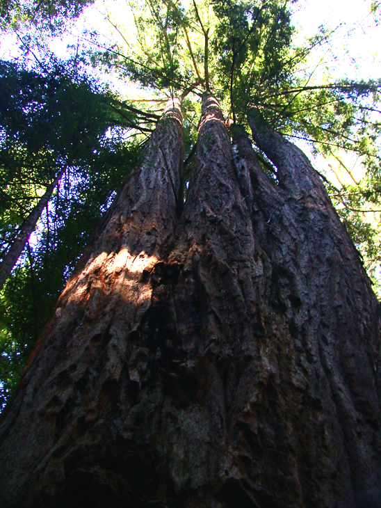 Ventana Wilderness photo