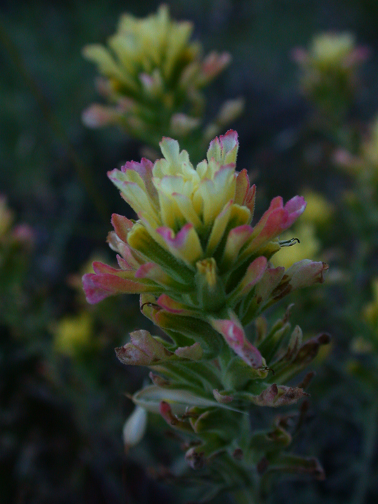 Ventana Wilderness photo