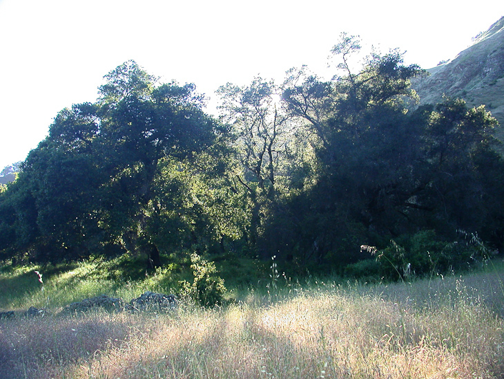Ventana Wilderness photo