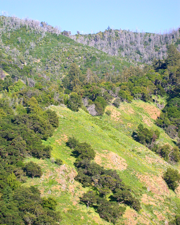 Ventana Wilderness photo
