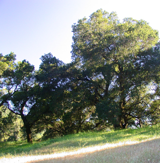 Ventana Wilderness photo