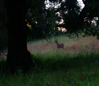 Ventana Wilderness photo