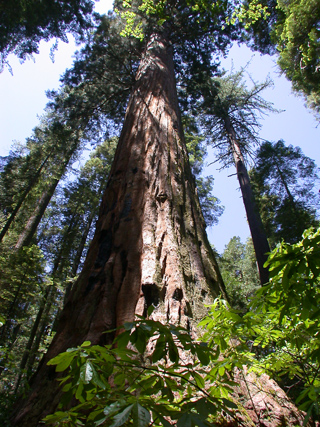 Bear Valley photo
