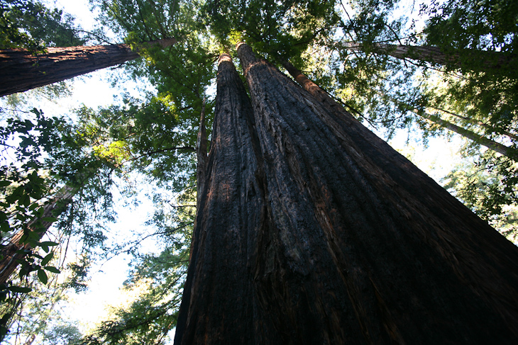 Double Redwoods, Butano photo