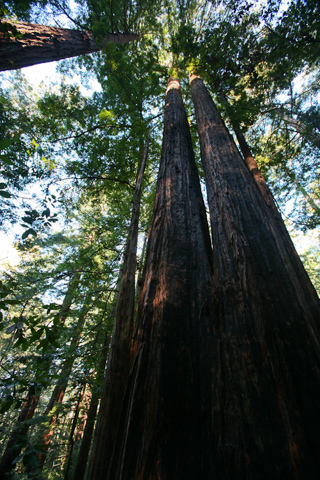 Double Giants, Butano photo