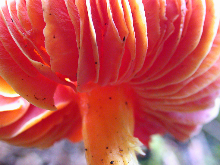 Pink and orange mushroom, Butano Mushrooms photo