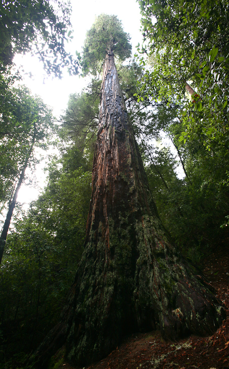 Old Tree, Portola State Park photo