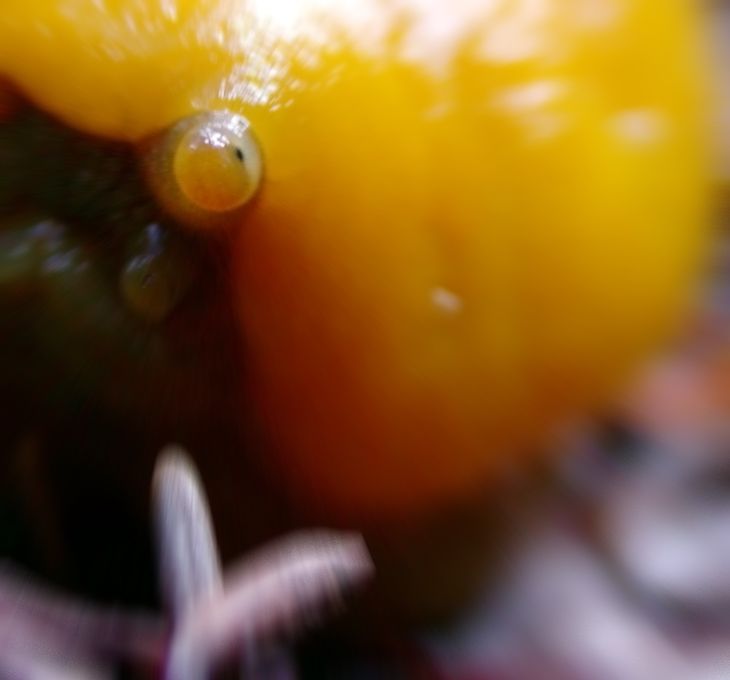 Banana Slug, Dave's Trip West photo