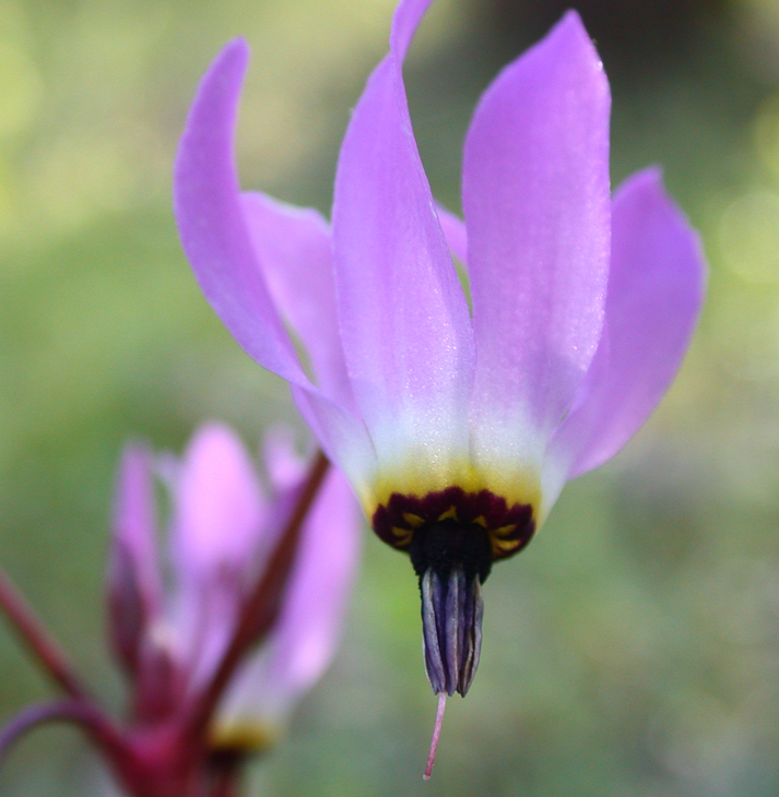 Shooting Star, Henry Coe photo