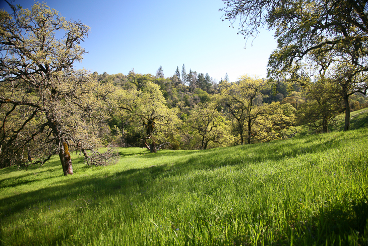 Oak Woodlands, Henry Coe photo