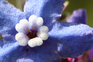 Western Hound's Tongue, Henry Coe photo