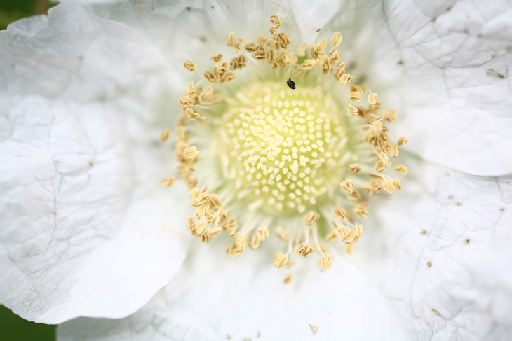 White Poppy, Russian Ridge photo