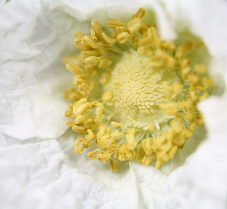 White Poppy, Russian Ridge photo