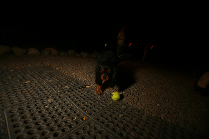 Leibnitz, Brett and Caitlin's Wedding photo