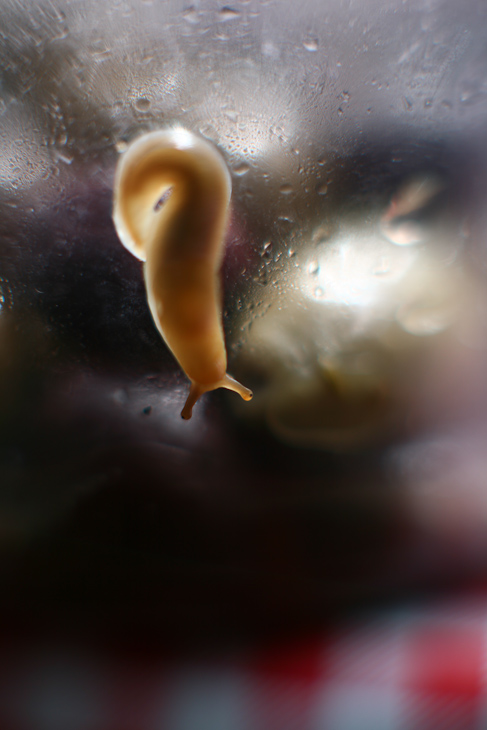 Banana Slug, Memorial Park photo