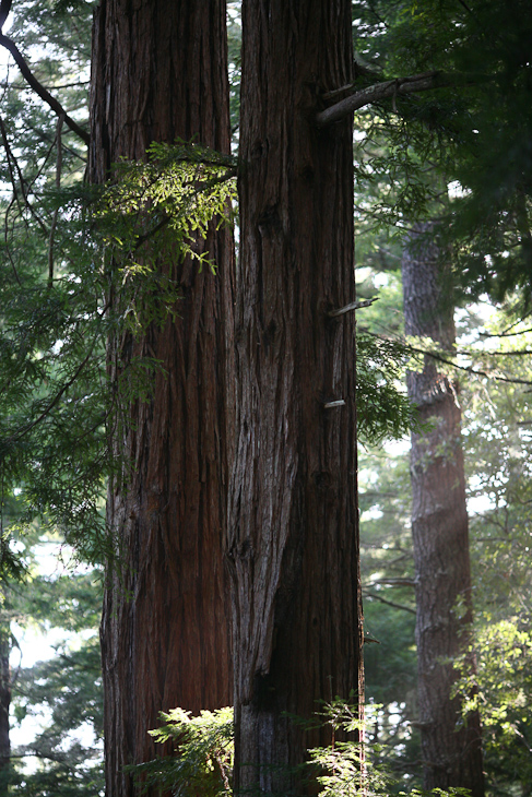 Redwoods in Butano, Ellen's Trip West photo
