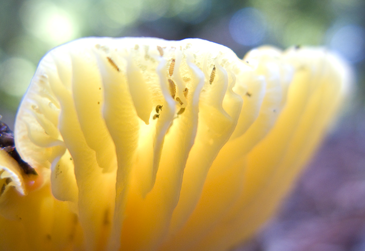 Yellow mushroom, Butano Mushrooms photo