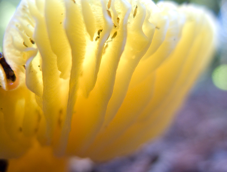 Glowing Yellow Mushroom, Butano Mushrooms photo