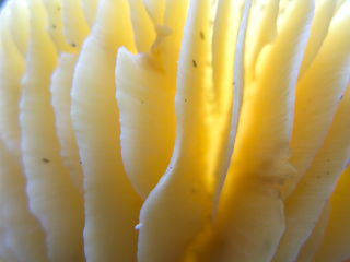 Mushroom Gills, Butano Mushrooms photo