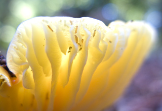 Yellow mushroom, Butano Mushrooms photo