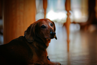 Good old girl, Montana photo