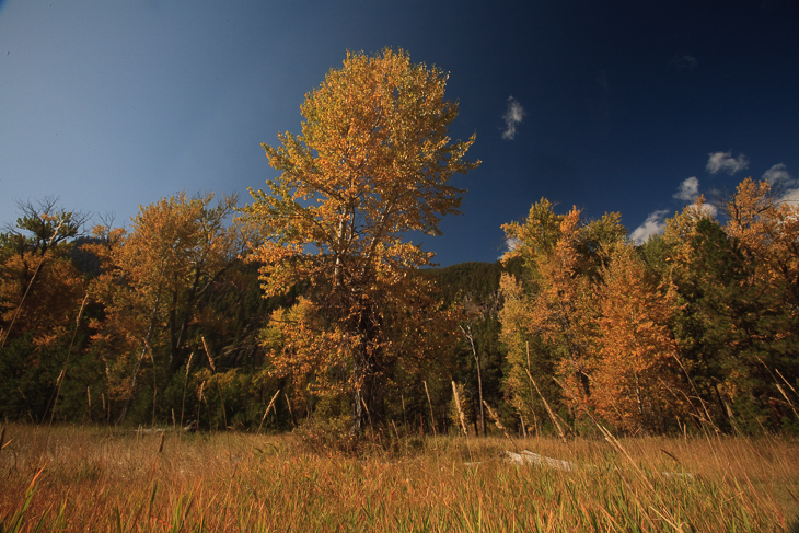 Montana Gold, Montana photo