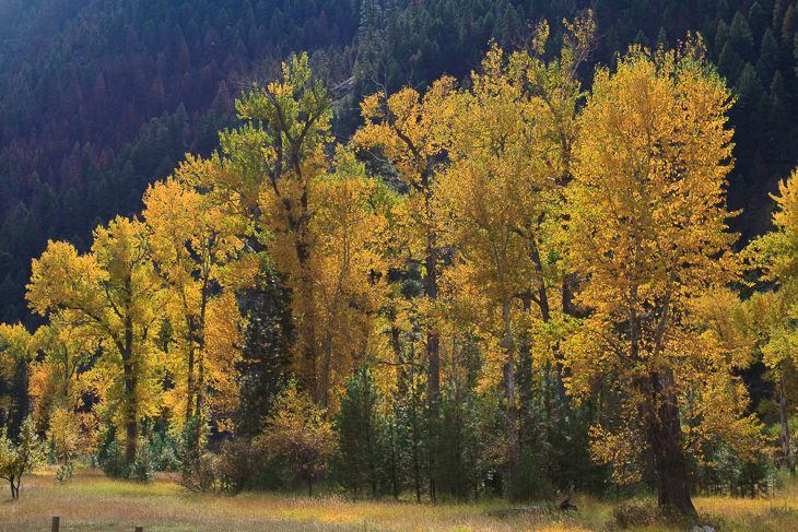 Aspens, Montana photo