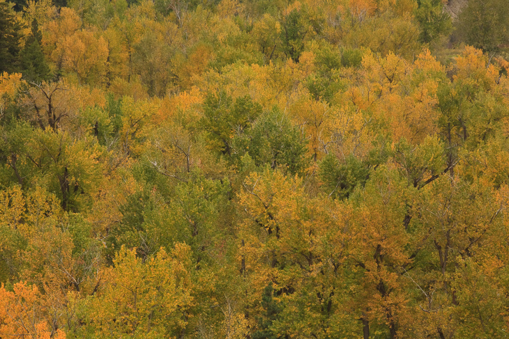 Montana Fall Colors, Montana photo