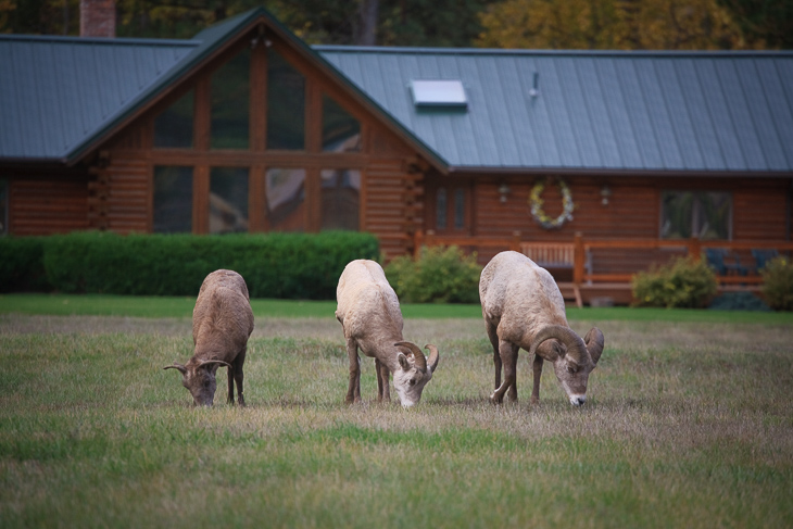 Bighorn Sheep, Montana photo