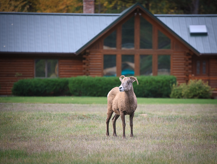 Ewe, Montana photo