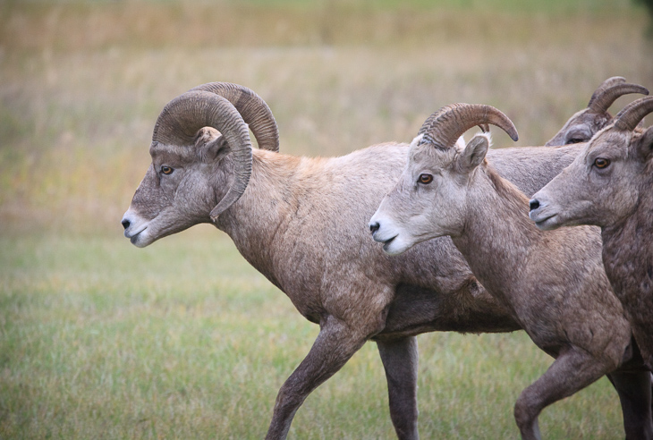 Ram and his Ewes, Montana photo