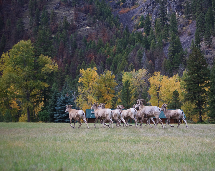 Bighorn Sheep, Montana photo