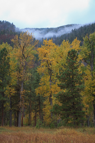 Morning Mist, Montana photo