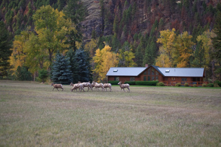 Bighorn Sheep, Montana photo